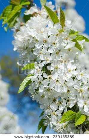 Flowering Cherrybranches On A Tree In The Spring. Selective Focus.