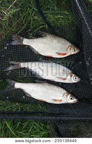 Several Freshwater Fish: White Bream Or Silver Fish, Common Nase And Zope Or The Blue Bream On Black