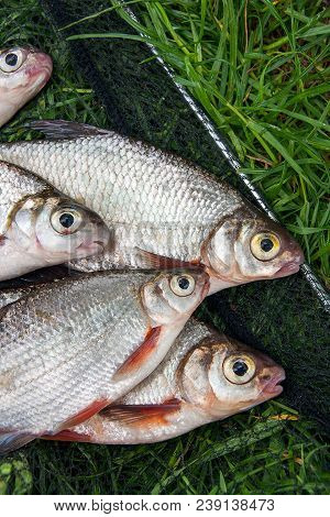 Pile Of The White Bream Or Silver Fish And White-eye Bream With Fishing Rod With Reel On The Natural