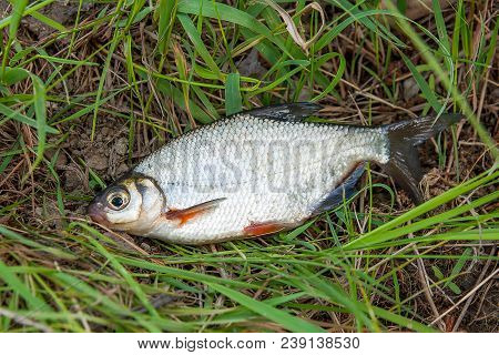 Close Up View Of The Signle White Bream Or Silver Fish On The Natural Background. .