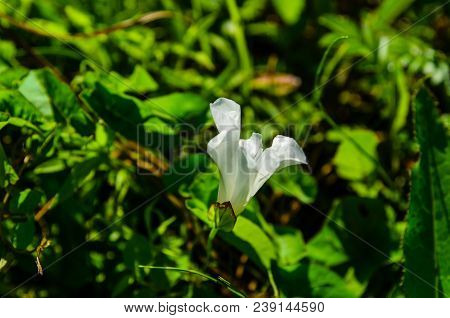 Bindweed (convolvulus) On A Meadow On Summer