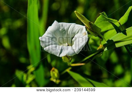 Bindweed (convolvulus) On A Meadow On Summer