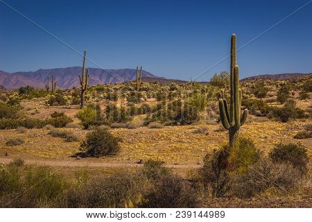 Lost Dutchman State Park Saguaros
