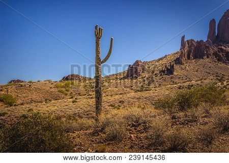 Beautiful Saguaro Cactus