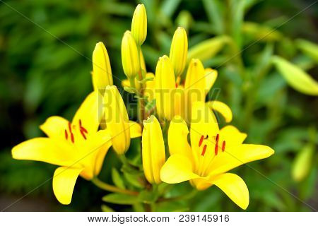 Beautiful Yellow Flowers And Buds Against The Background Of Green Leaves With A Blurry Background