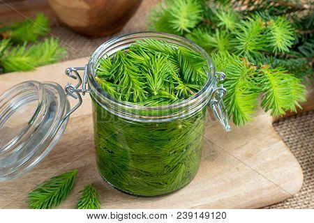 A Jar Filled With Young Spruce Tips And Alcohol, To Prepare Homemade Tincture For Muscle Pain