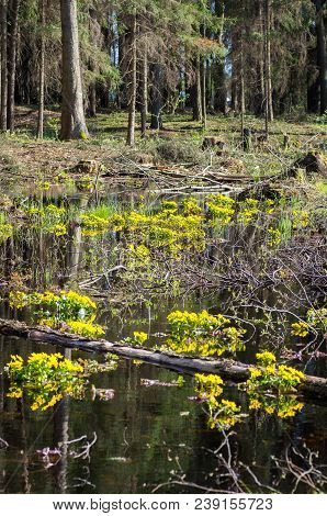 Caltha Palustris Growing In Swamp. Spring Flowers. Marsh Marigold Flowers. Yellow Flowers Of Marsh M