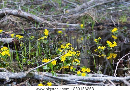 Caltha Palustris Growing In Swamp. Spring Flowers. Marsh Marigold Flowers. Yellow Flowers Of Marsh M