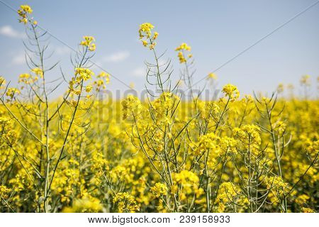 Yellow Rapeseed Field Background. Field Of Bright Yellow Rapeseed In Spring. Rapeseed, Brassica Napu