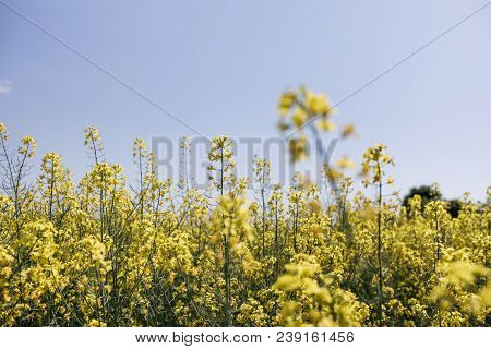 Yellow Rapeseed Field Background. Field Of Bright Yellow Rapeseed In Spring. Rapeseed, Brassica Napu