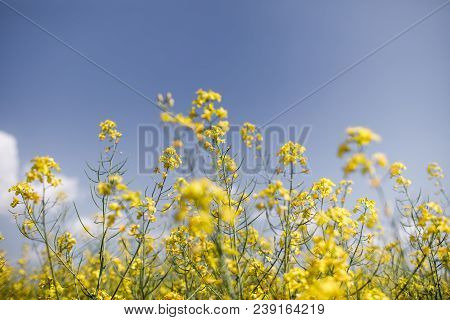 Yellow Rapeseed Field Background. Field Of Bright Yellow Rapeseed In Spring. Rapeseed, Brassica Napu