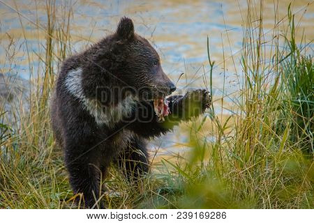 Fist Tasting Of Fish Meat, Little Bear Baby Plyaing With Fish, Bear-watching In Wild Nature Of Alask