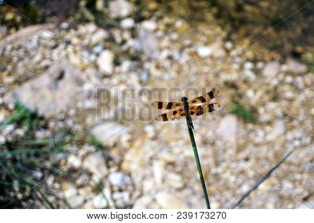 A Halloween Pennant Dragonfly (celithemis Eponina) Perches On A Reed Beside The Quarry Pond In The R