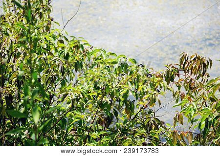 Clusters Of Blue Berries Dangle From A Silky Dogwood Bush (cornus Amomum), Also Called  Kinnikinnik,