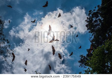 Indian Flying Fox At Kandi, Sri Lanka On Blue Sky With Clouds