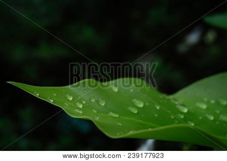 Green Leaf With Drops Of Water.dew Droped Or Droplets.