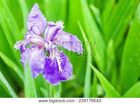 Purple Gladdon Flower Blooming In Spring On Green Leaves Background