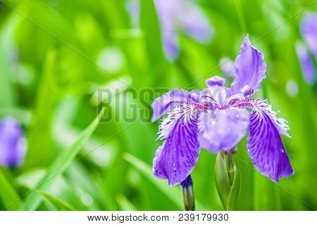 Purple Gladdon Flower Blooming In Spring On Green Leaves Background