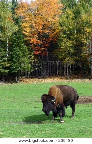 Bir renkli sonbahar günü ve bir Buffalo