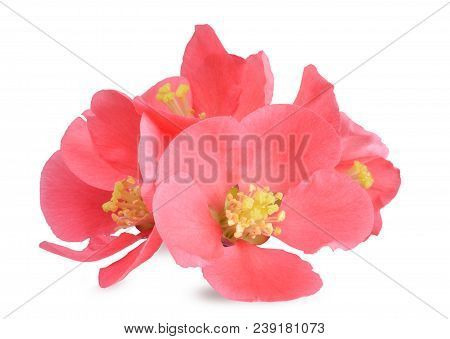 Beautiful Medlar Flowr Closed Up Isolated On White