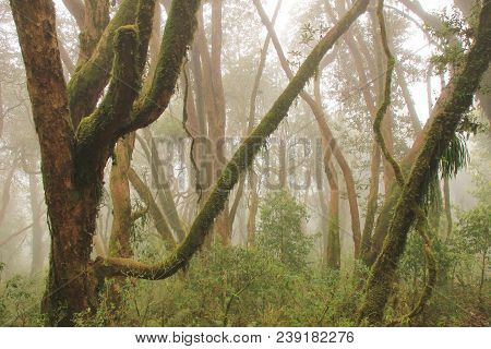 Rainforest Near Pokhara On A Fogy Spring Day. Mystic Ambience.