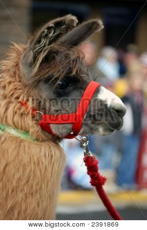 Lama mit red halter