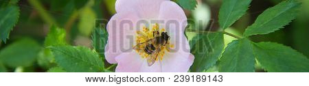 Banner Of Bee On A Flower Of Wild Rose Bee Pollinating Wild Pink Rose In Bloom