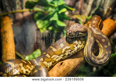 Close Up Of Dangerous Snake In The Terrarium
