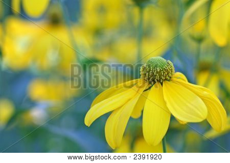 Sole d'autunno Coneflower