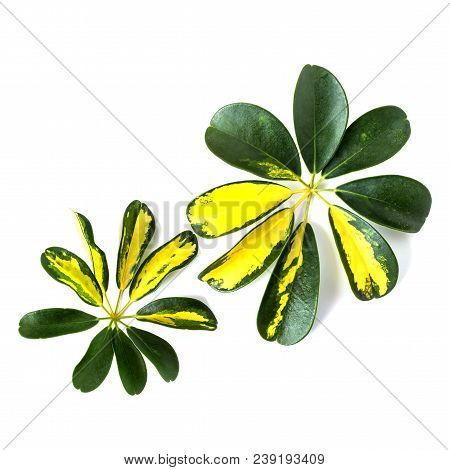 Variegated Yellow And Green Leaves Of Dwarf Umbrella Plant Schefflera Arboricola On White Background
