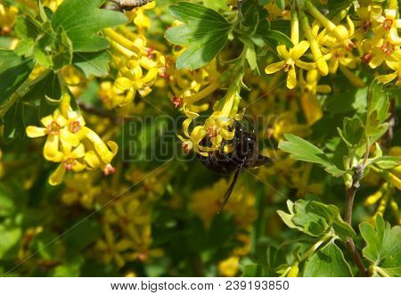 Black Bee Carpenter (xylocopa Valga)on The Flowers Of Golden Currant.