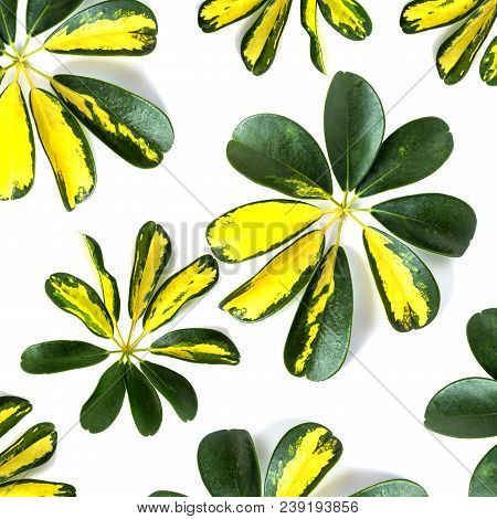 Variegated Yellow And Green Leaves Of Dwarf Umbrella Plant Schefflera Arboricola On White Background