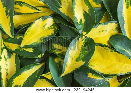 Variegated Yellow And Green Leaves Of Dwarf Umbrella Plant Schefflera Arboricola.
