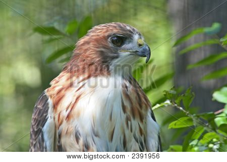 Falcon