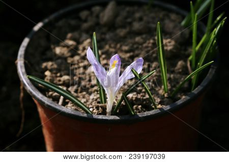 A Small Solo Plant In The Flowerpot As Famous As Crocus Or Saffron. It Is In Flowerpot With Some Gra