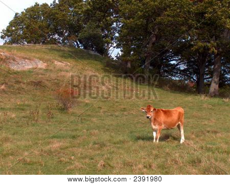 New England Pastoral scen