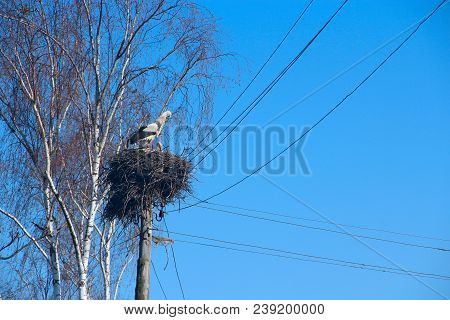 Pair Of Storks Sitting In Nest. Peaceful Birds On Background Of Blue Sky. Storks Returning To Their 
