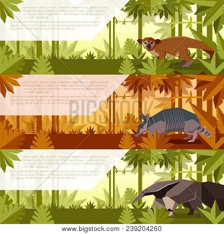 Vector Image Of The Set Of Banners With South America Animals Anteater, Armadillo And Kinkajou