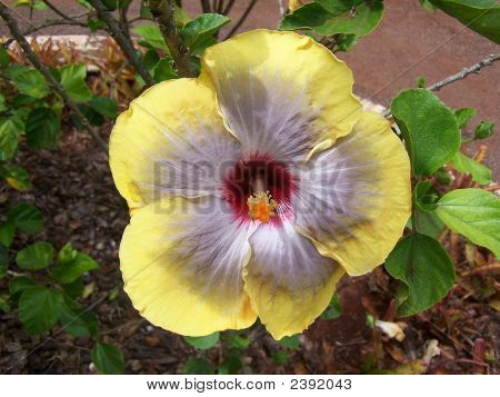 Hibiscus çiçek 1