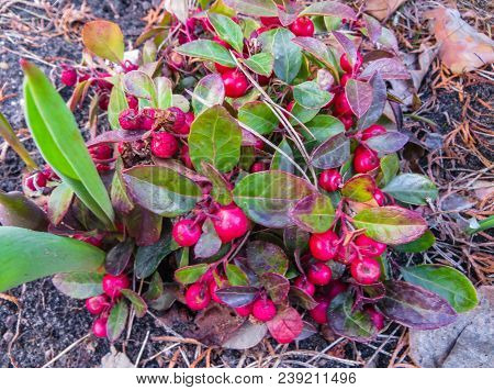 Decorative Bush With Red Berries, Early Spring.