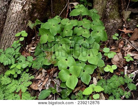 A Colony Of Sharp Lobed Hepatica Plants With Their Tripartite Leaves In A Spring Forest.