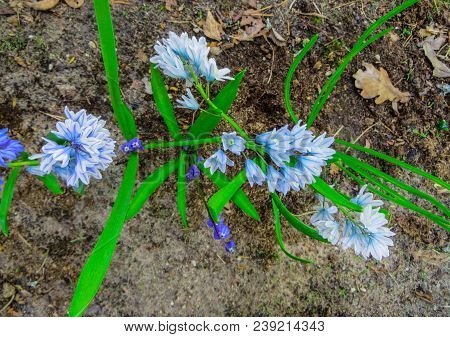The First Spring Flowers Of The Pushkinia Are Glacial, In The Spring Garden.