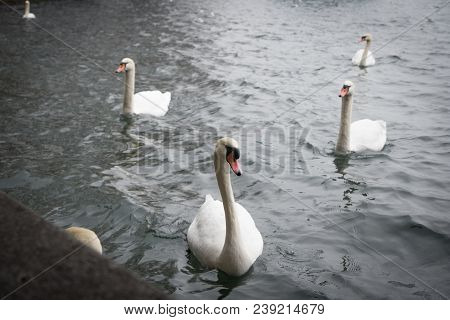 Swan On The Water Is A Close Look, Zurich