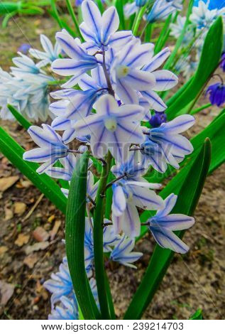 The First Spring Flowers Of The Pushkinia Are Glacial, In The Spring Garden.