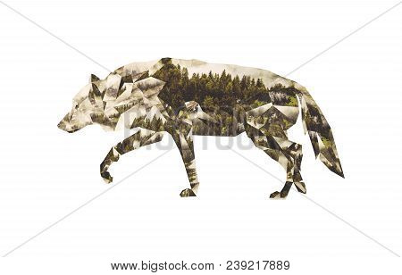 Low Poly Collage: Silhouette Of Wolf And Photocollage Of Coniferous Forest.