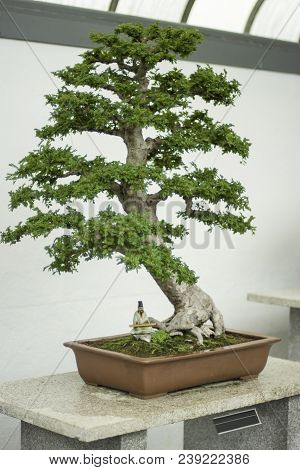 Chinese Elm Ulmus Parvifolia On A White Table