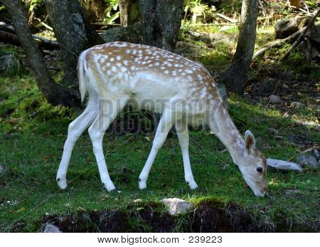 Alageyik bir Park Quebec, Kanada içinde