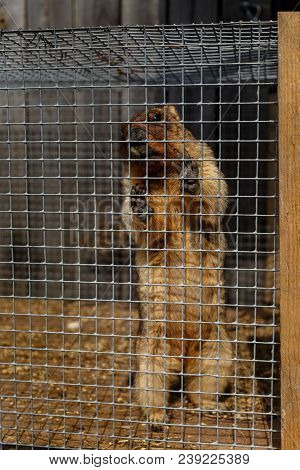 Gopher In The Cage, Contact Zoo, Ventspils, Latvia