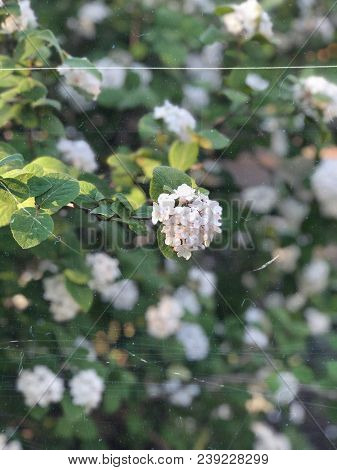 White Flowers On Blooming Booshes In Spring, Traditional Garden, Vintage Film Filtered Photo