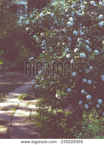 White Flowers On Blooming Booshes In Spring, Traditional Garden With Old Path, Vintage Film Filtered